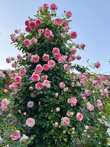 FB_IMG_1651111531465