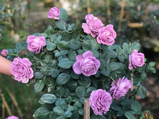 FB_IMG_1641815717682