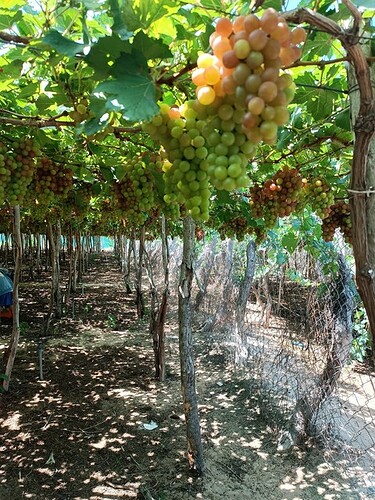 inbound3508673368650876441