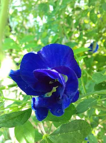 Đậu biếc_kép_Thanh Lý