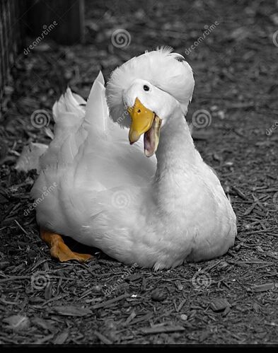 8d0b5fb3af046e0f434c753b7c5d160e