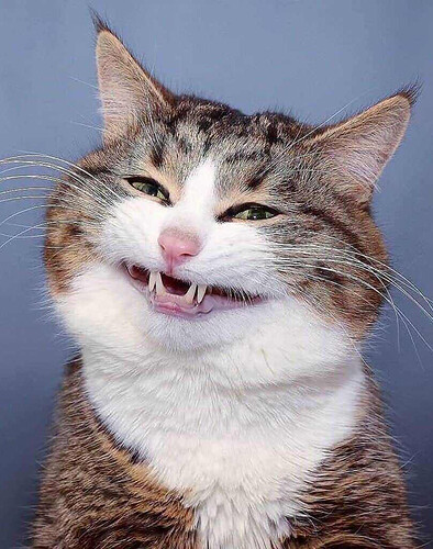 Hinh-anh-meo-bua-buon-cuoi-meme-noi-tieng-1