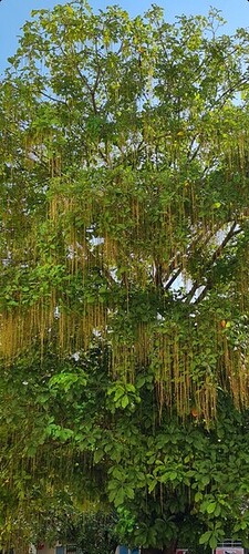 Screenshot_20211130-055913_Gallery