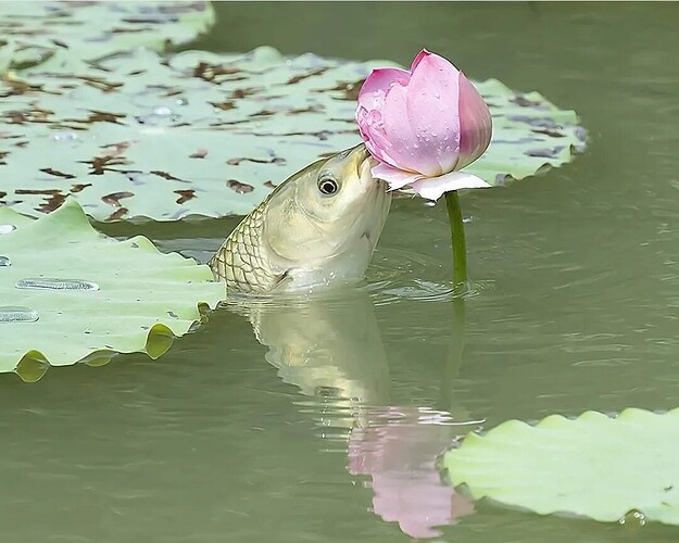 Screenshot_20211216-162319_Facebook