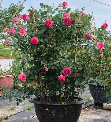 FB_IMG_1651682906669