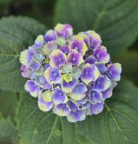 FB_IMG_1753890594149