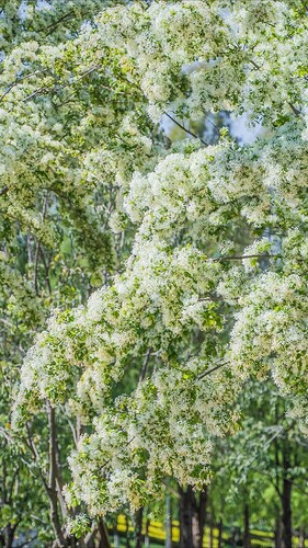 FB_IMG_1743154319248