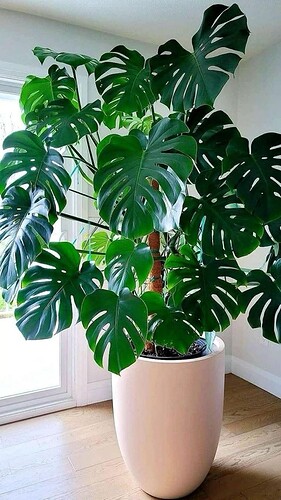 FB_IMG_1742354080065