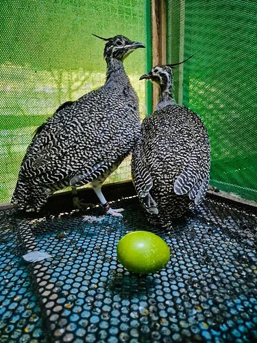 FB_IMG_1739765675339