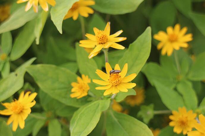 12401795_497003207139152_8766358336783020177_o_497003207139152