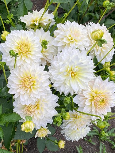 FB_IMG_1755010213400