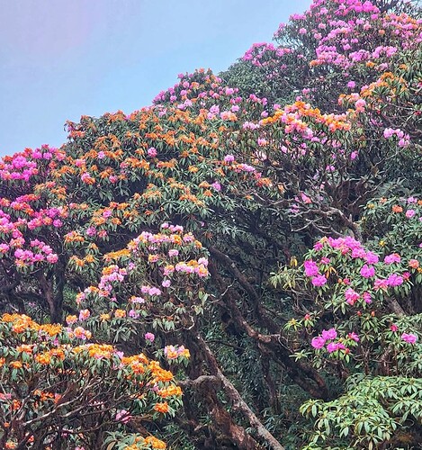 FB_IMG_1739808579558