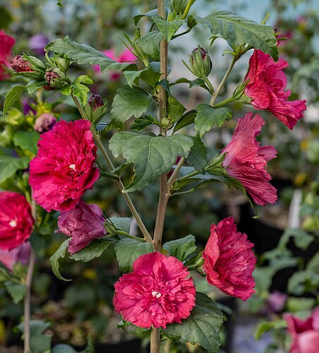 FB_IMG_1753088740320