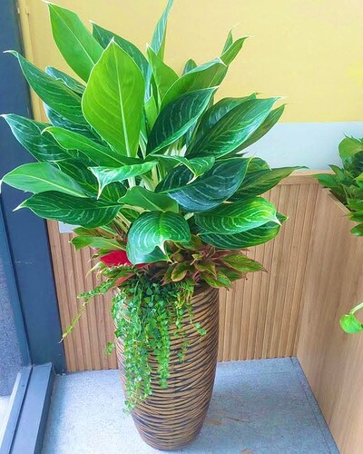 FB_IMG_1747480104365