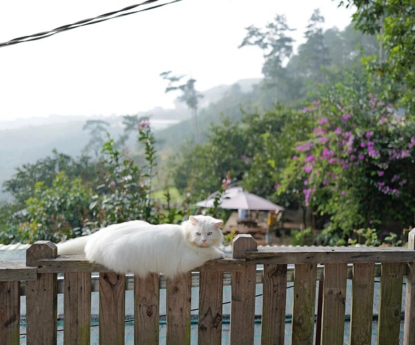 FB_IMG_1752768478275