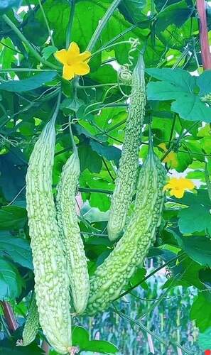 FB_IMG_1729844719205