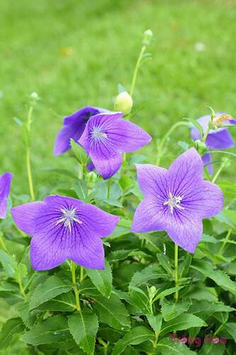 1650819728_311_Cach-trong-va-cham-soc-hoa-cat-canh-chi-tiet