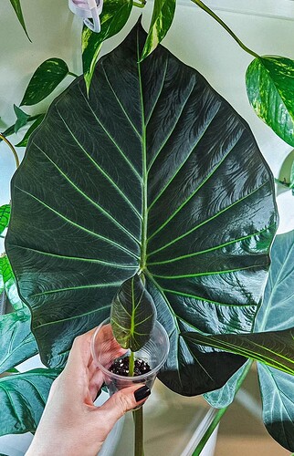 FB_IMG_1768588601329