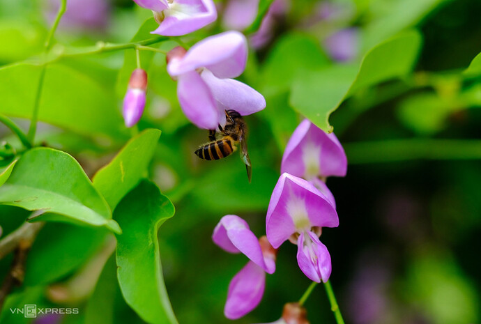 Hoa tím rực bán đảo Sơn Trà - Báo VnExpress Du lịch