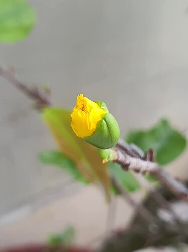 FB_IMG_1740537312152