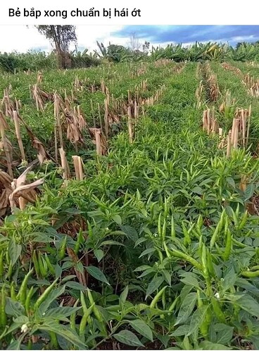 Screenshot_20250101-001251_Facebook