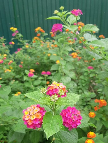 FB_IMG_1733466838527