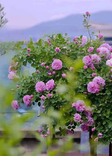 FB_IMG_1731319639460