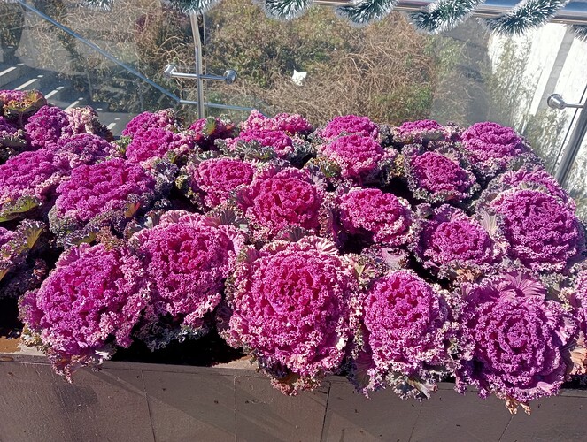 inbound367302969071827208