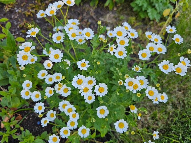 FB_IMG_1754269124761