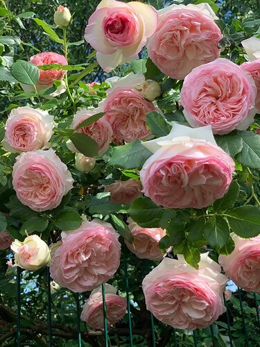 FB_IMG_1733846499912