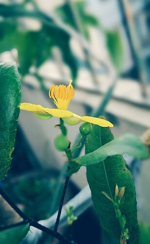 FB_IMG_1740826863396