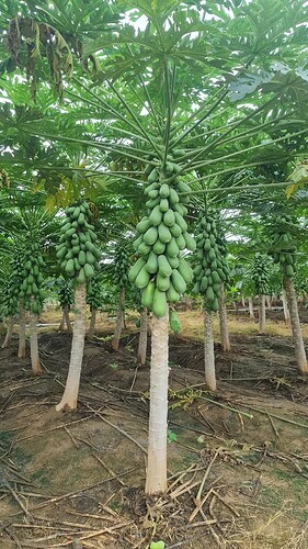 FB_IMG_1741571331012