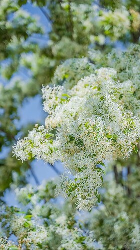 FB_IMG_1743154277136