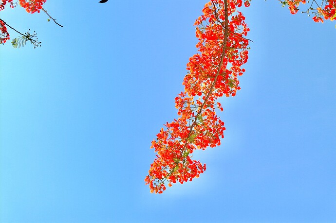 Hoa_Phuong