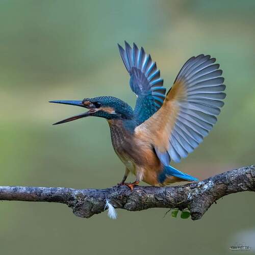 FB_IMG_1731911456657