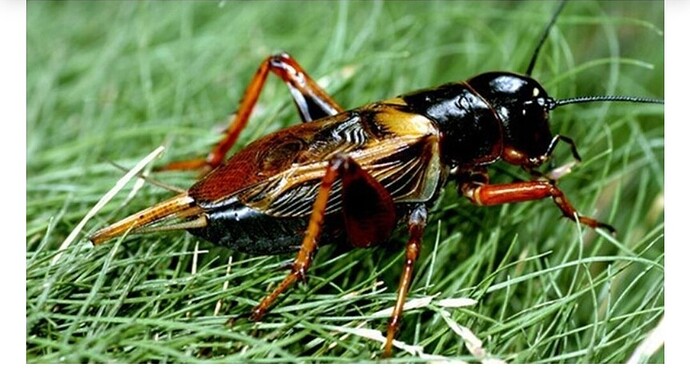 Screenshot_2023-03-14-14-32-02-377-edit_com.android.chrome