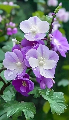 FB_IMG_1739797686585