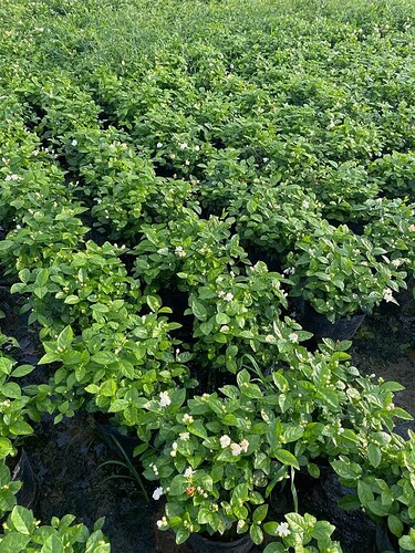 FB_IMG_1748842166756