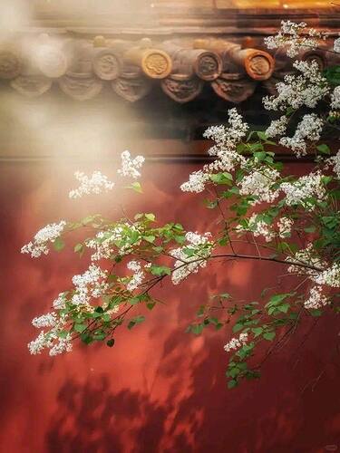 517003230_1361775969287631_8223459903260732645_n