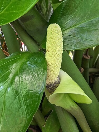 PXL_20230226_061231104