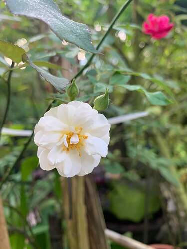 FB_IMG_1731736648660