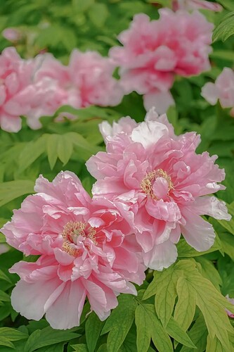 FB_IMG_1739066683041