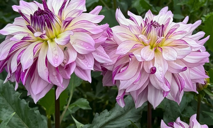 FB_IMG_1752231532801