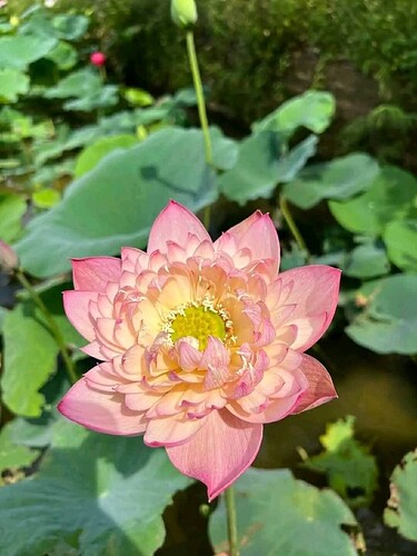 FB_IMG_1754228914497