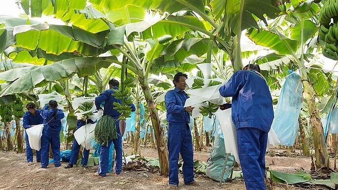 ĐHCĐ HAGL Agrico (HNG): Dự lãi 2.450 tỷ đồng năm 2028, sẽ vay nội bộ để trả nợ