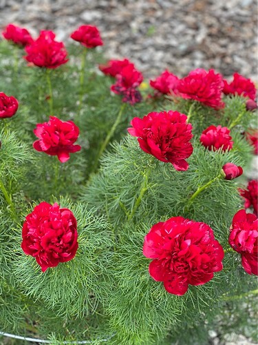 FB_IMG_1753768676507