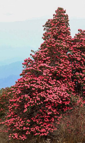 FB_IMG_1740641060557