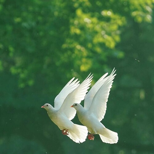 FB_IMG_1739755231488