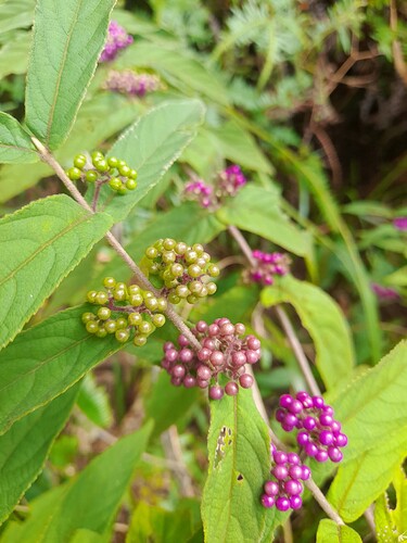 FB_IMG_1769075346828