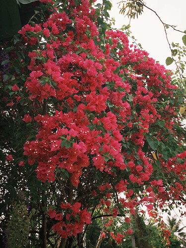 FB_IMG_1741193354354